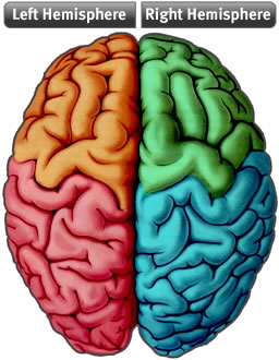 brain two hemispheress