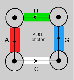 photon diagram